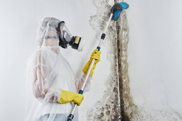 Why You Should Choose Our Mold Remediation Services in Brookside, DE